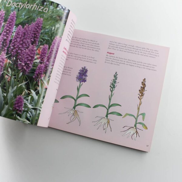 Growing Hardy Orchids: Kew Growing book by Seaton Ramsay Cribb Prendergast Haggar  ISBN: 9781842461754 - Image 4