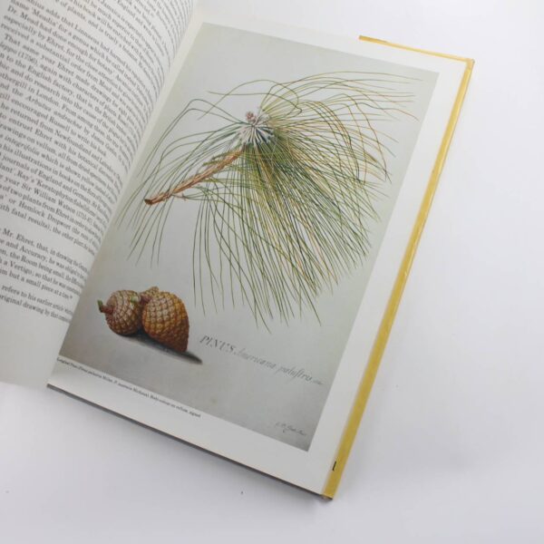 Ehret: Flower Painter Extraordinary book by Gerta Calmann   ISBN: 9780714817767 - Image 4